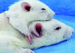 医学界掀起换头热:小鼠已成功 人类还有多远？