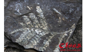 科学家揭秘地球上第一片森林中的树木是如何生