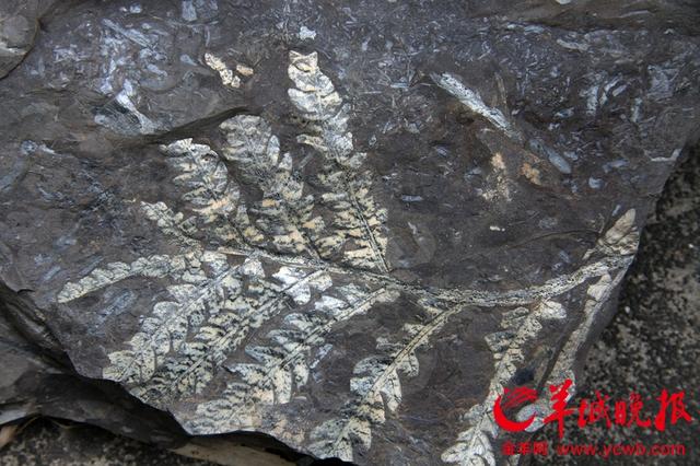 广州现2.1亿年前古生物化石 当地人用来制砖