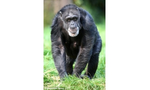 欧洲最长寿的黑猩猩lossom过世 享年62岁