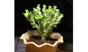 多肉植物真的会对健康造成威胁吗？让我们一起