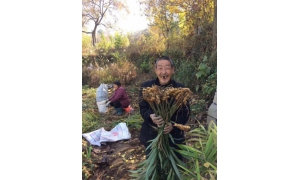 一笔订单带动1500多户脱贫 阿里1688赋能农货搭电
