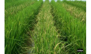 中国转基因大米获美食用许可 国内产业化种植成