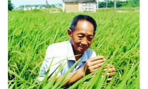沙漠种植水稻成功 神科技海水水稻在迪拜亩产超