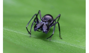 科学家发现蜘蛛哺乳行为 幼蛛出生20天全靠母乳