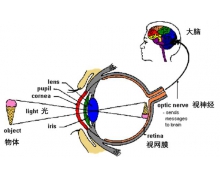 香港科大设计出世界首个3D人工眼球，比人眼看得