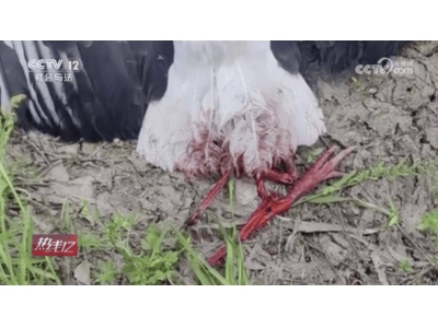 无人机拍摄鸟类引争议，国家一级保护动物东方