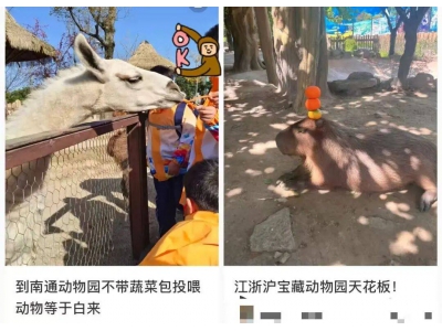 哈尔滨东北虎林园“轻断食”：假期被投喂成“