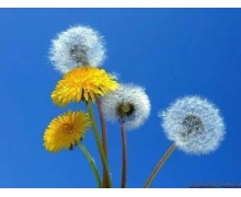 被称为黄花地丁和婆婆丁的植物 蚂蚁庄园11.30答