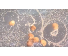 活体机器人繁殖 开始自己生孩子了可繁衍四代
