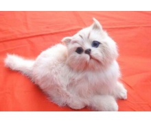 萌宠陪你过年蚂蚁庄园 猫的眼睛在夜里闪闪发光