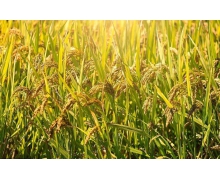 我国的水稻主要成分是淀粉蚂蚁新村 水稻主要成