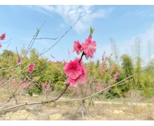 有时令与节日双重意义的是清明节吗 清明节蚂蚁